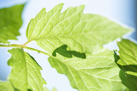 Close up view on tomato leaf in backlit.の写真素材