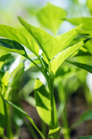 Young pepper sedlings in backlit.の写真素材