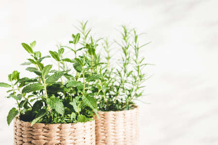 Mint and rosemary herbs in knitted pots on table in sunny lights.の写真素材