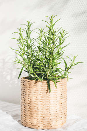 Rosemary herb in knitted pot on table in sunny lights.の写真素材