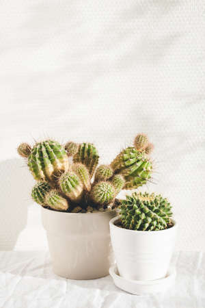 Two cactuses on white table in sunny lights.の写真素材