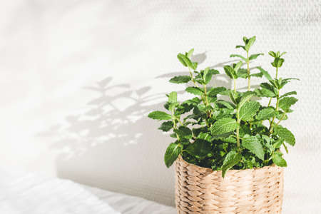 Mint herb in knitted pot on table in sunny lights.の写真素材