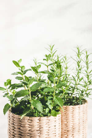 Mint and rosemary herbs in knitted pots on table in sunny lights.の写真素材