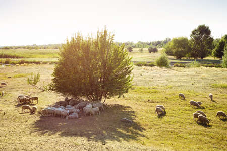 The flock of sheep on grassland in the sunset.の写真素材