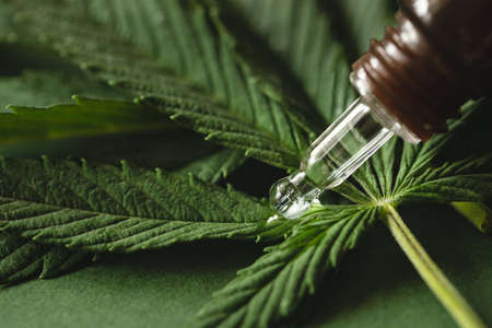 Cannabis extract on cannabis leaves green background, close up.