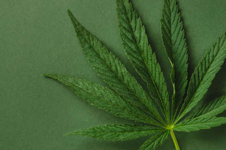 Leaf of cannabis on green background.の写真素材