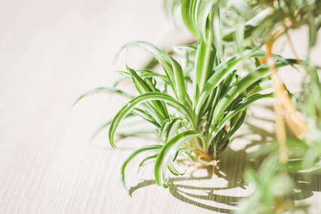 Close up view on Spider plant (Chlorophytum).の写真素材