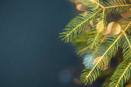 Fir branches on dark blue Christmas background with bokeh.の写真素材