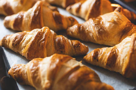 Croissants on bakers paper on baking sheet.の写真素材
