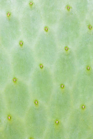 Green background with texture of cactus.の写真素材