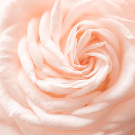 Close up of tender creamy color rose.の写真素材