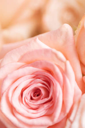 Close up of creamy color rose.の写真素材