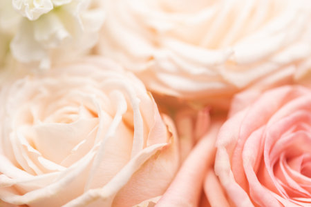 Close up of creamy color roses in bouquet.の写真素材