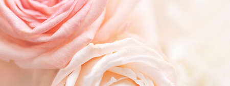 Banner with close up of tender pink and cream color roses.の写真素材