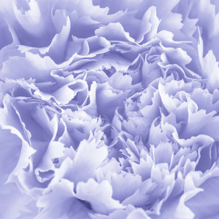 Macro of trendy color 2022 violet peri carnation flower.の写真素材