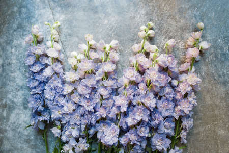 Lilac Delphinium flower in trendy 2022 color.の写真素材