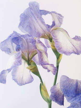 Lilac very peri irises against white wall.の写真素材