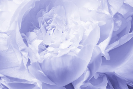 Macro of trendy color 2022 violet peri peony flower.の写真素材