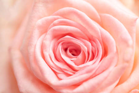 Close up view of tender pink rose.の写真素材