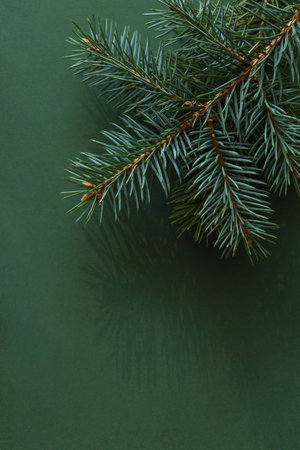 Christmas fir branch on green background with copy space.の写真素材