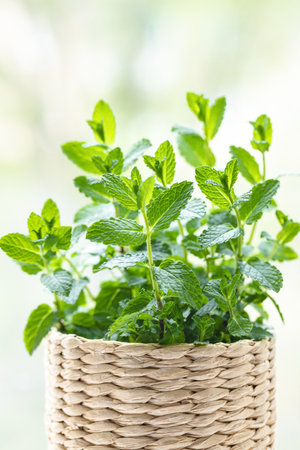 Mint herb in knitted pot against window view bokeh.の写真素材
