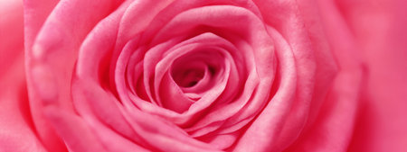 Banner with magenta rose. Color of year.の写真素材