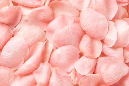 <p>background with pink rose petals. Suitable for Mother's day or Valentine's day.</p>の写真素材