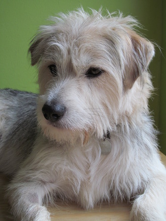 Pip the crossbreed dog IIの写真素材