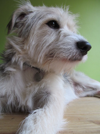 Pip the crossbreed dog IVの写真素材