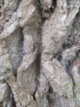 Ancient oak tree bark Iの写真素材