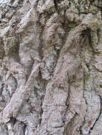 Ancient oak tree bark IVの写真素材