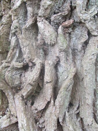 Ancient Oak tree bark IIIの写真素材