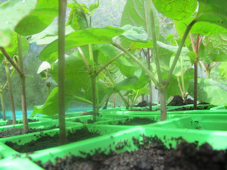 Young Broad Bean shoots in a greenhouseの写真素材