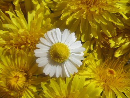 daisy IIIの写真素材