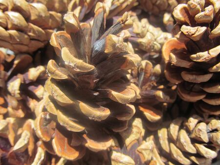Pine Cones II