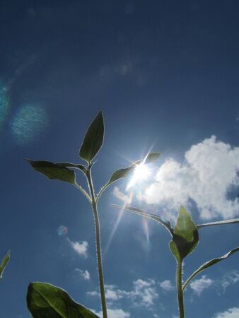 sunflower IIIの写真素材