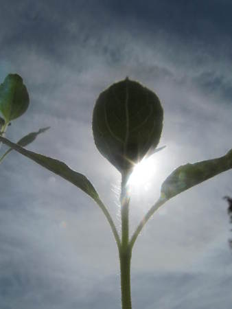 Sunflower IIの写真素材