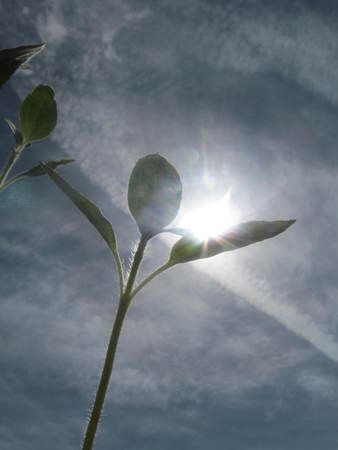 Sunflowers Vの写真素材