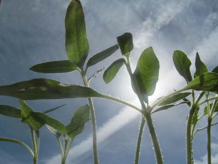 sunflowers IVの写真素材