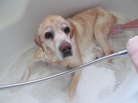 Bathing Max the old labradorの写真素材