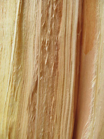 Broken Treeの写真素材