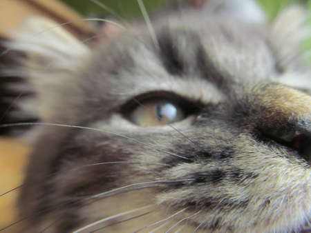 Inquisitive Kittenの写真素材