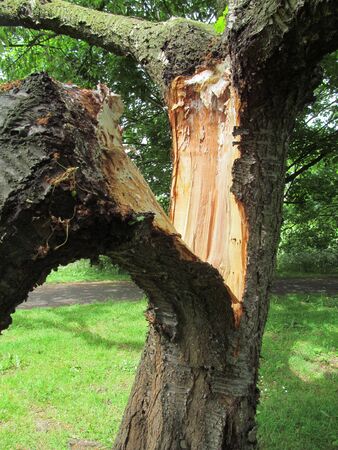 Broken Treeの写真素材