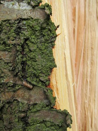 Broken Treeの写真素材