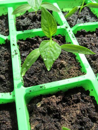 Young Chili Plantsの写真素材