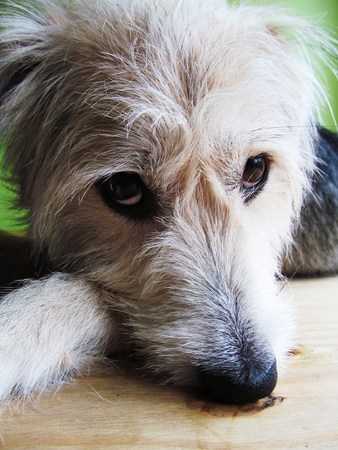 Pip the crossbreed dogの写真素材