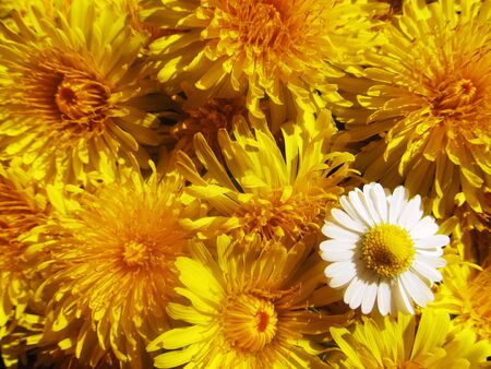 Daisy familyの写真素材