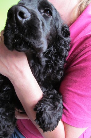 Cocker Spanielの写真素材