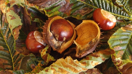Conkersの写真素材