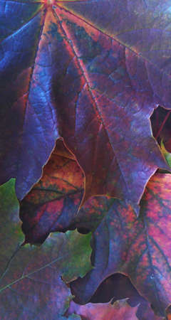 Autumn leavesの写真素材